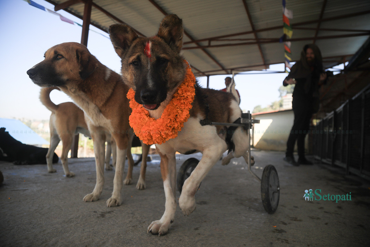 https://raracms.setopati.com/uploads/shares/2019/01/sujita/Kukur tihar  (1).jpg